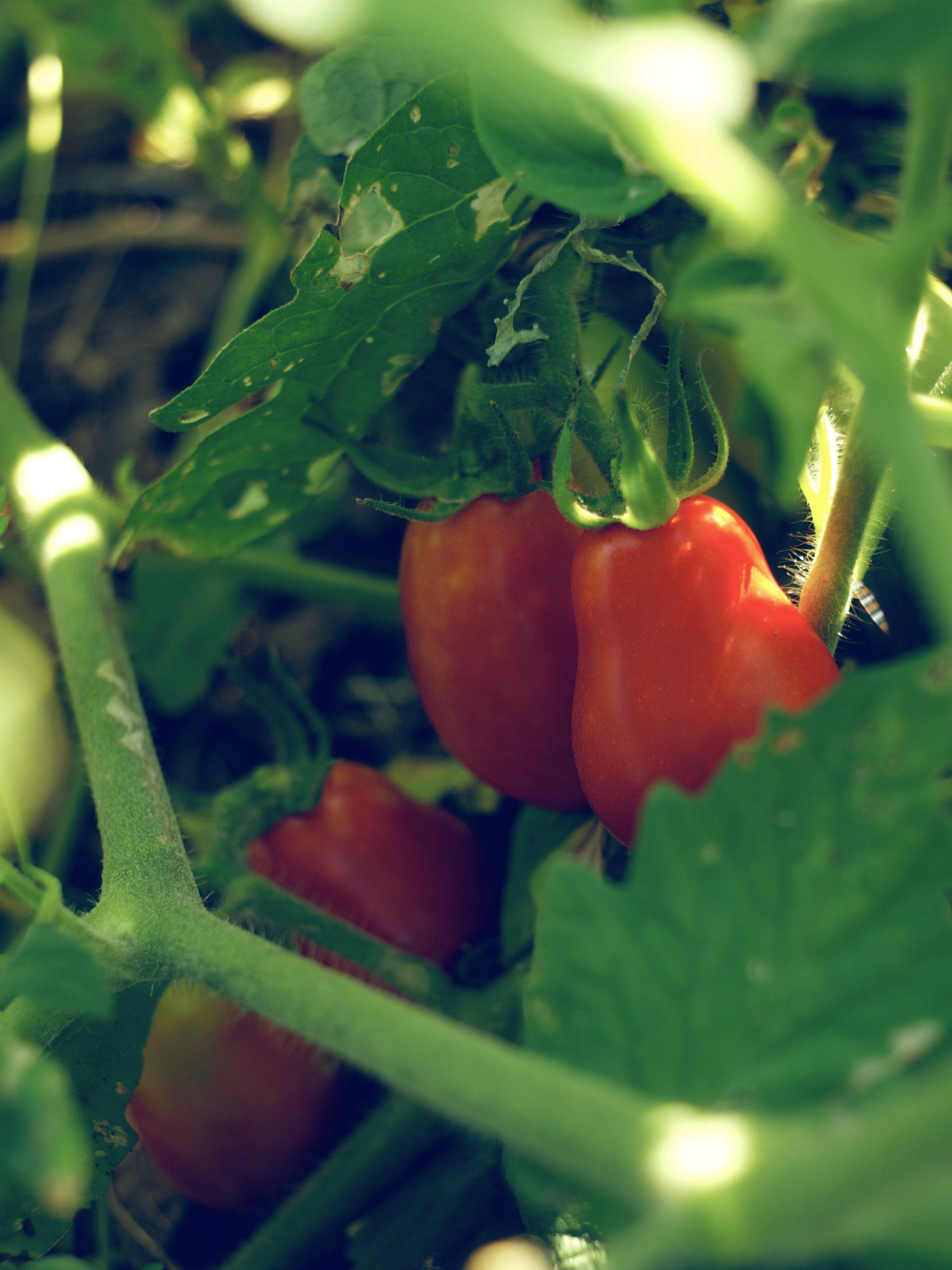 Plum Tomato